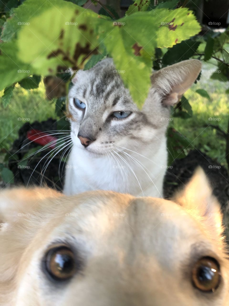 Unedited me trying to do a photo shoot with my cat but my dog wanted to be a part of it and photo bombed 