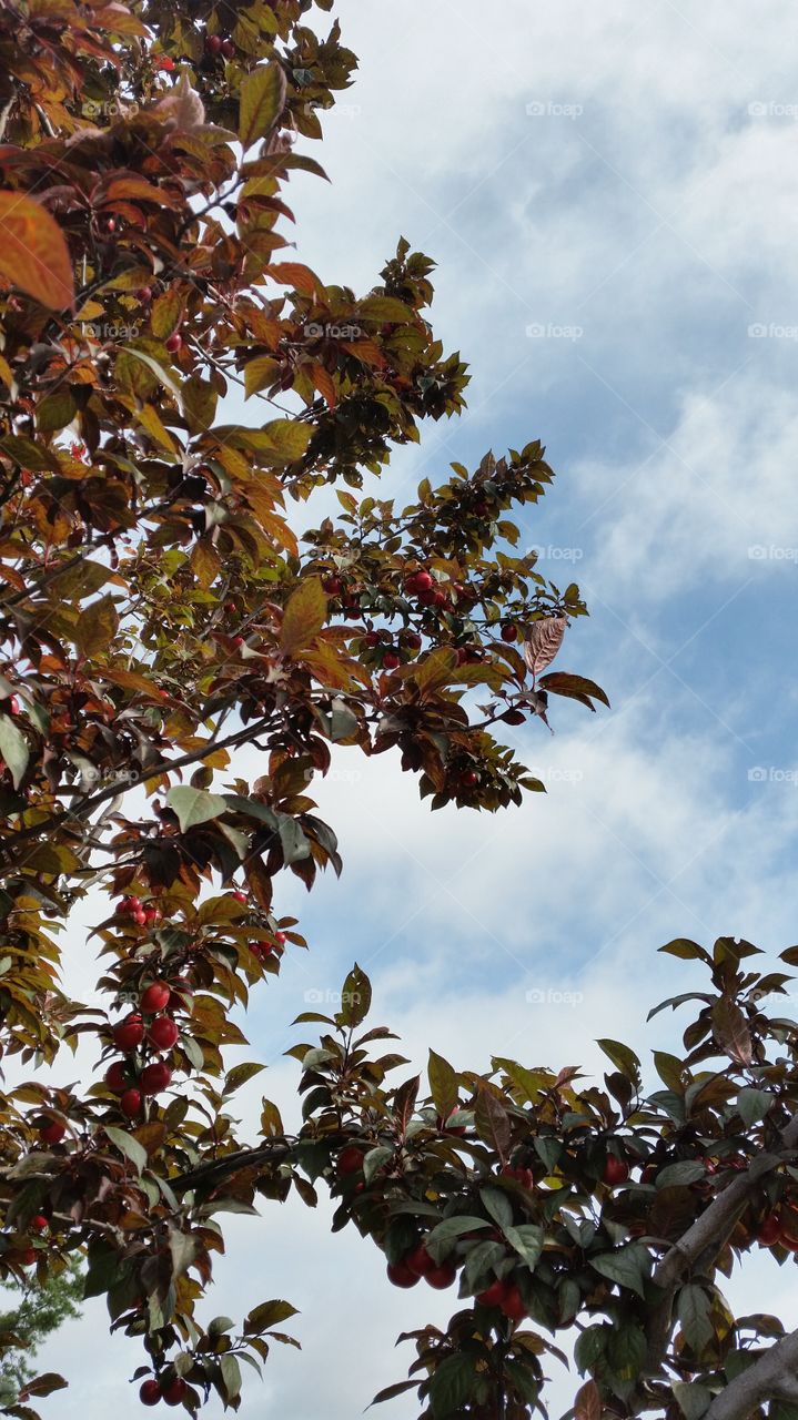 Ripe cherries hanging from tree, cherry picking