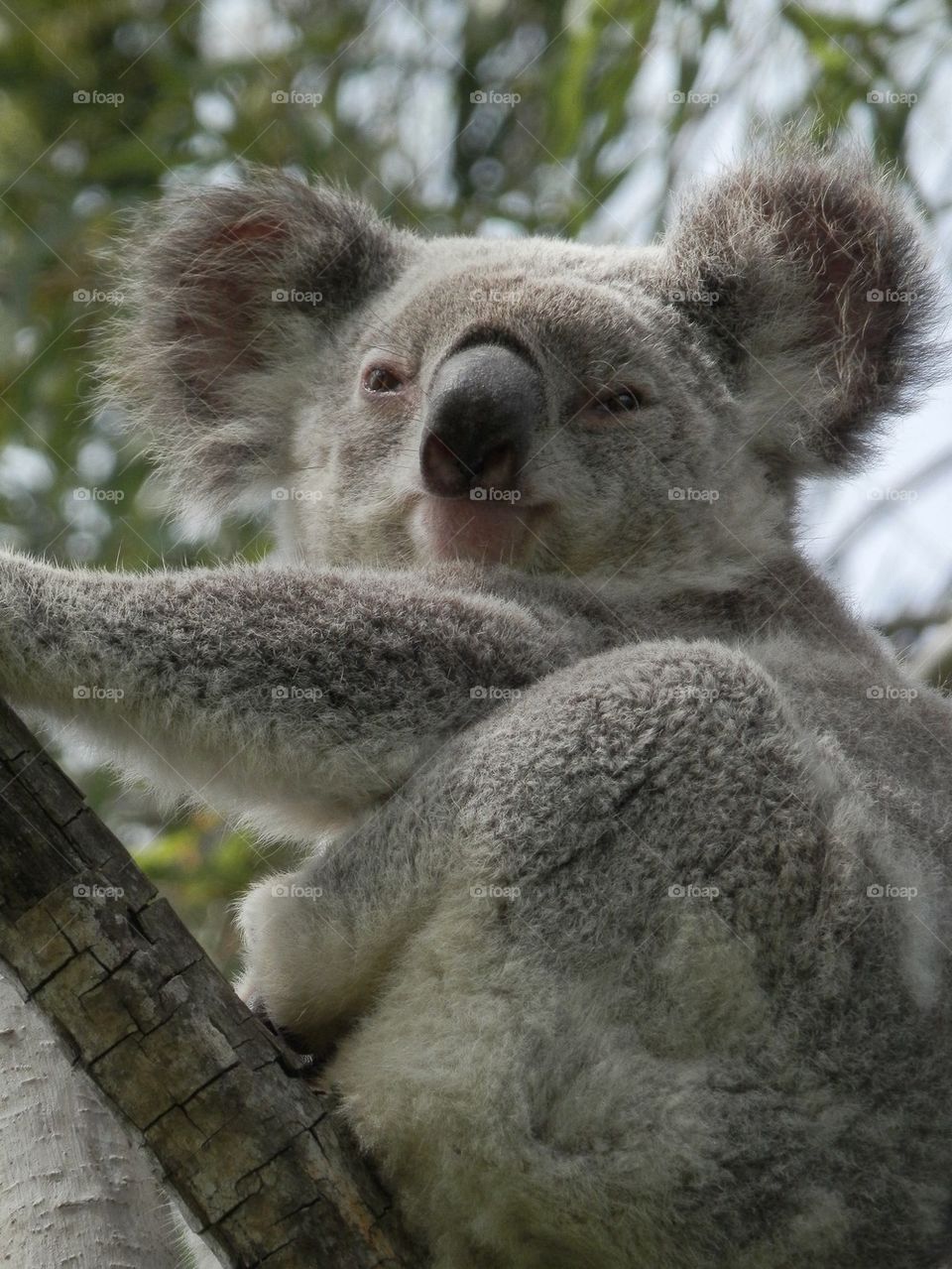 Koala