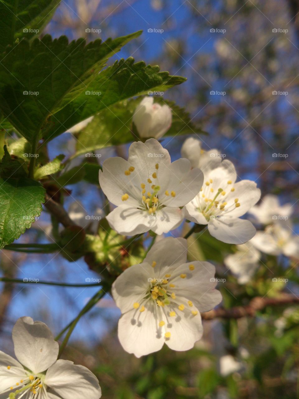 Spring flowers