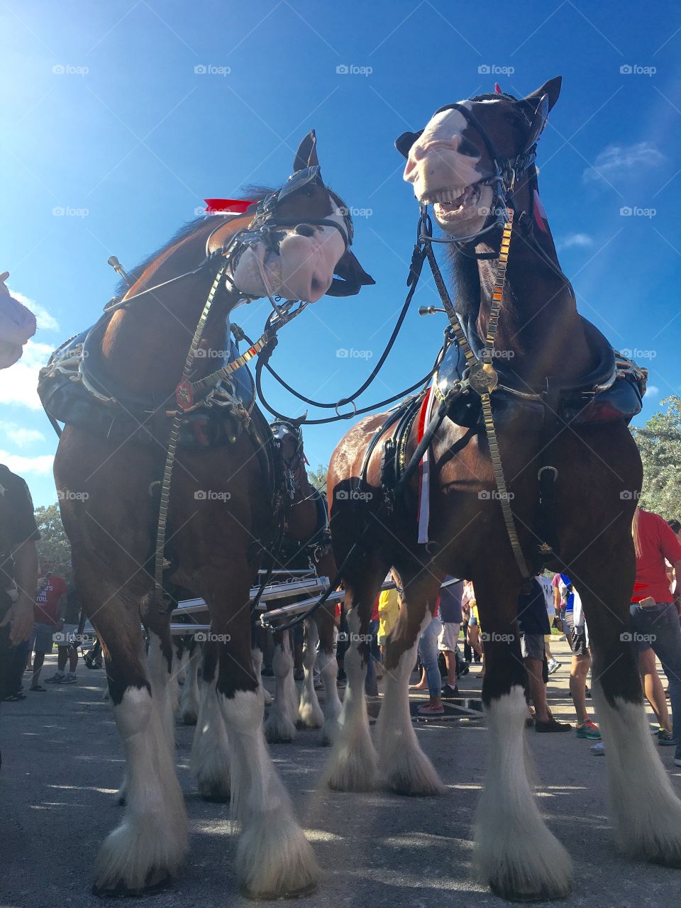 Clydesdale Budweiser horses