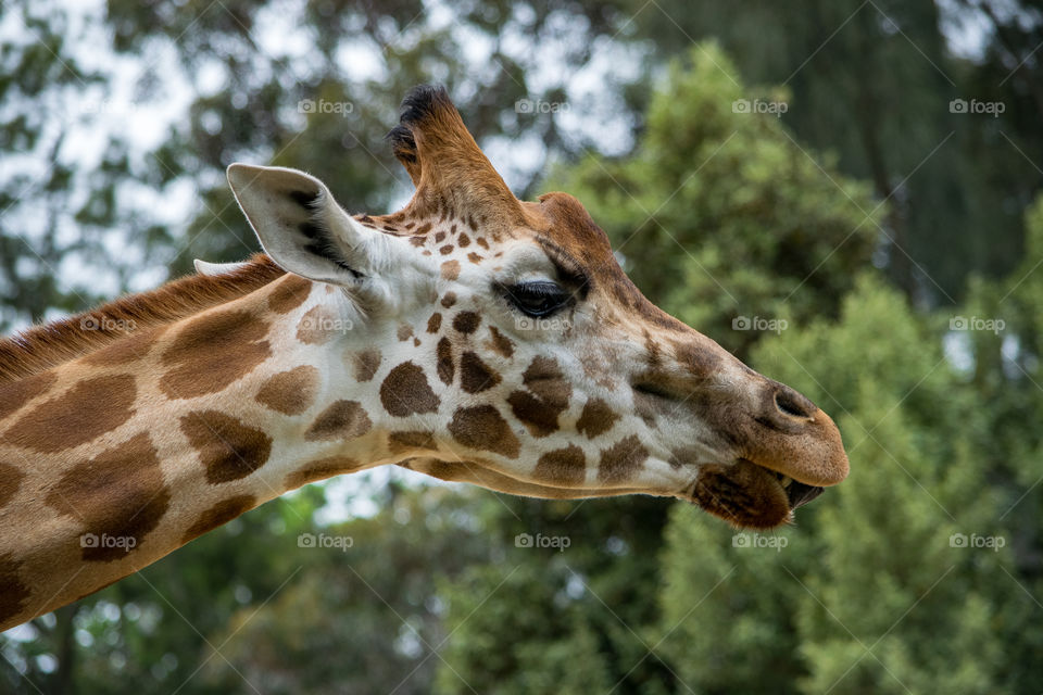Giraffe