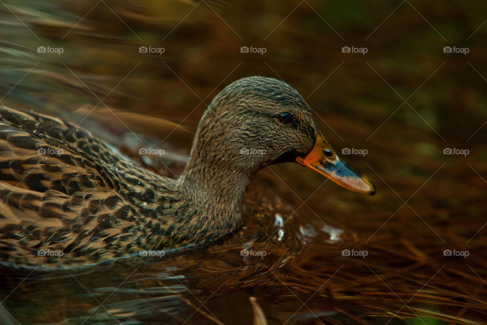 green nature hunting water by Sheldonsteere