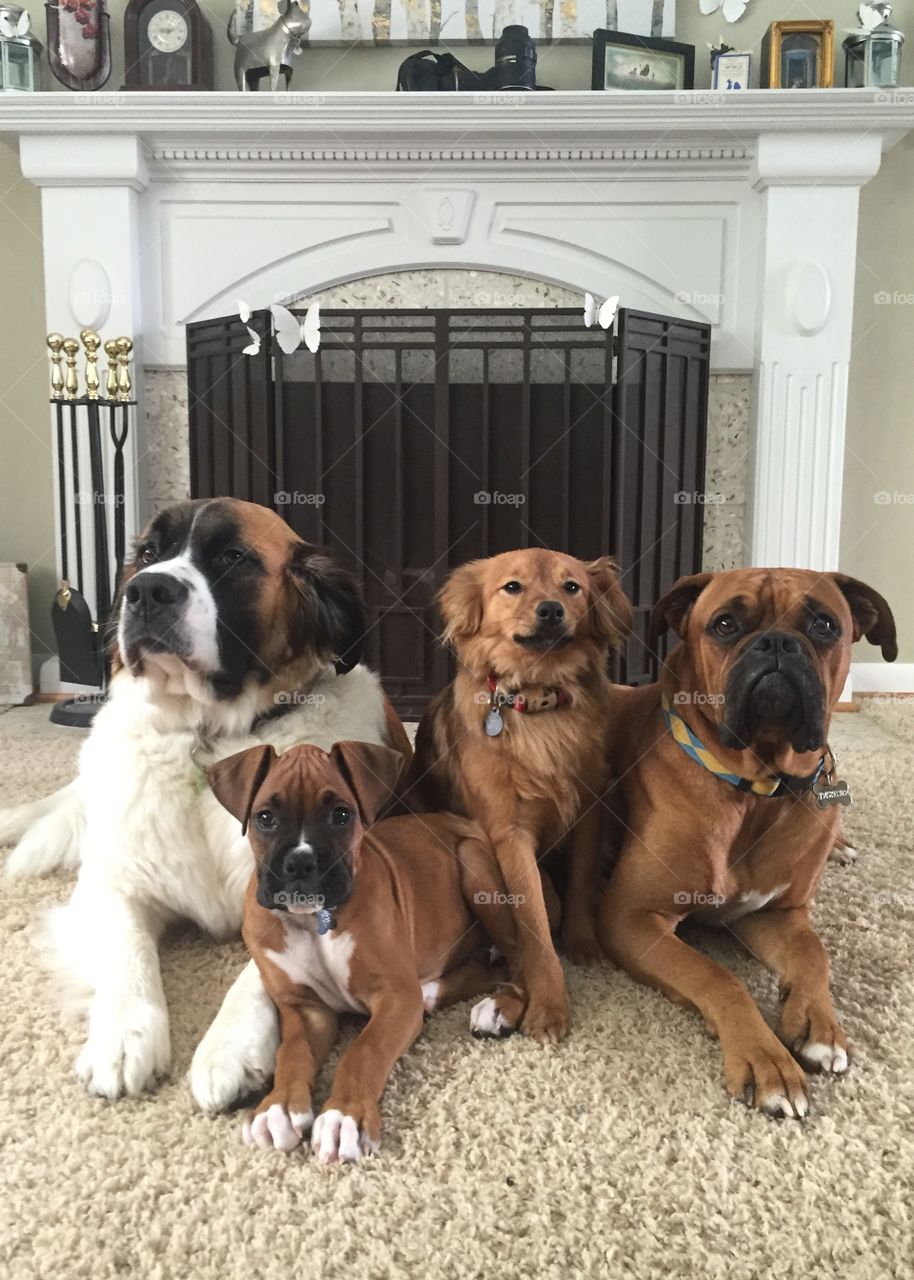 4 dogs posed for family photo
