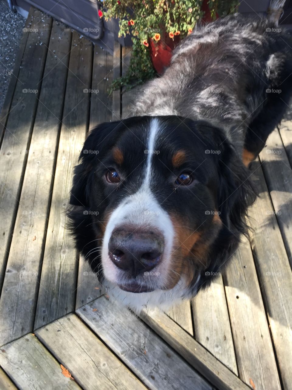 Bernese Mountain dog staring at lens, waiting for the treat he thinks he will get