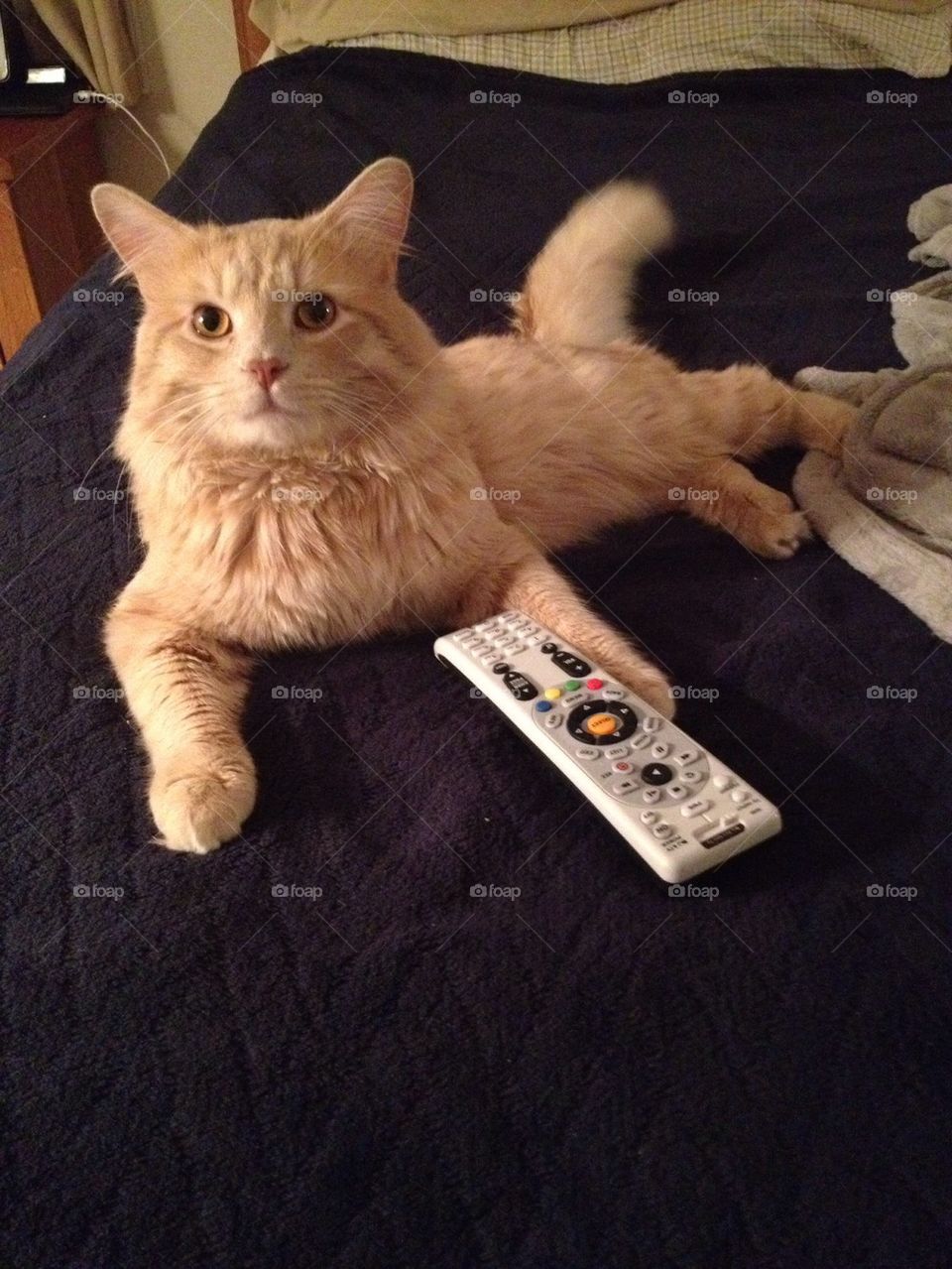 Purrl with the remote