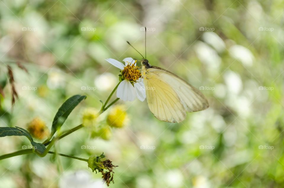 Butterfly On Flower