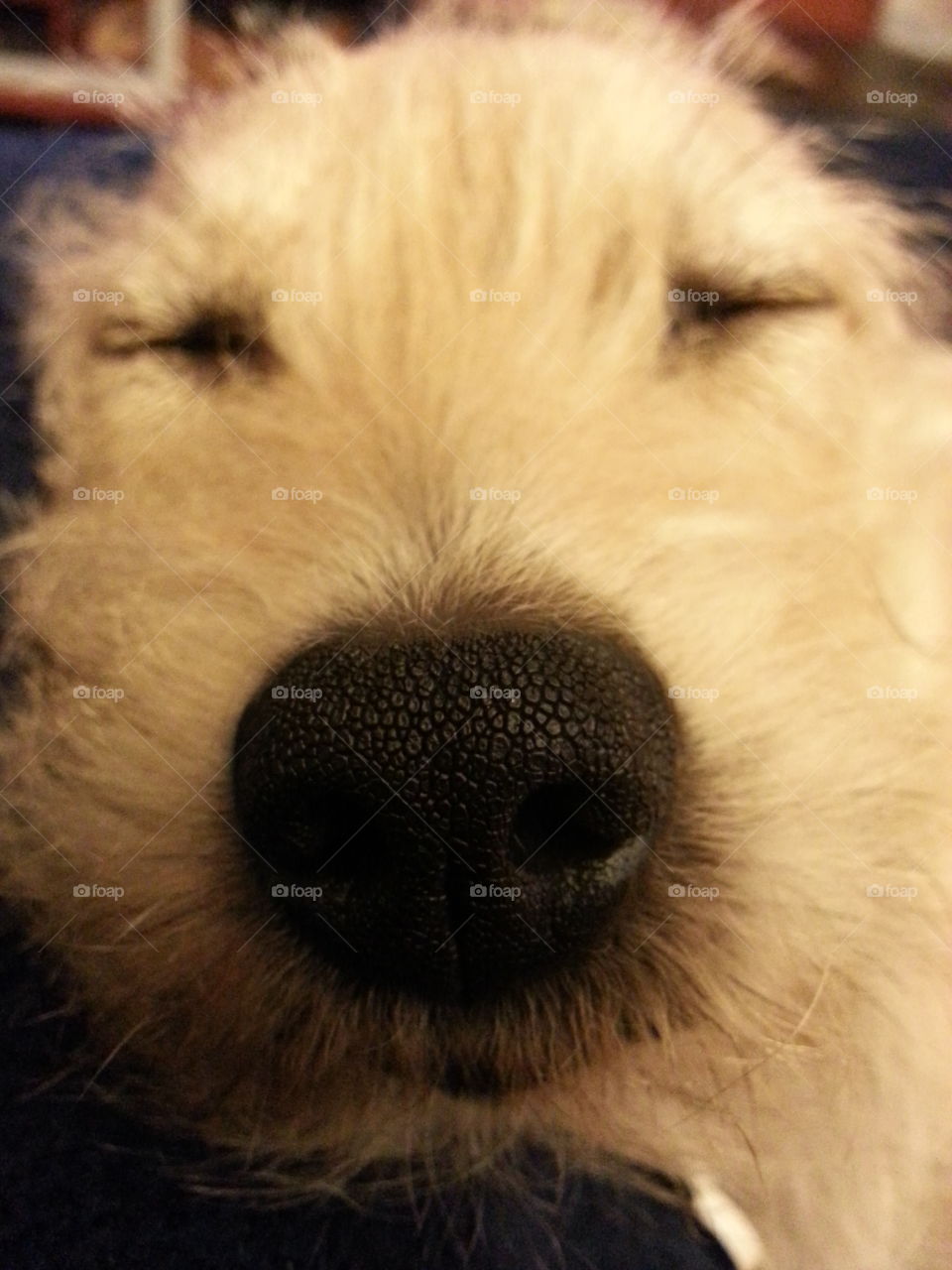 The Nose. Sleepin' Pup
