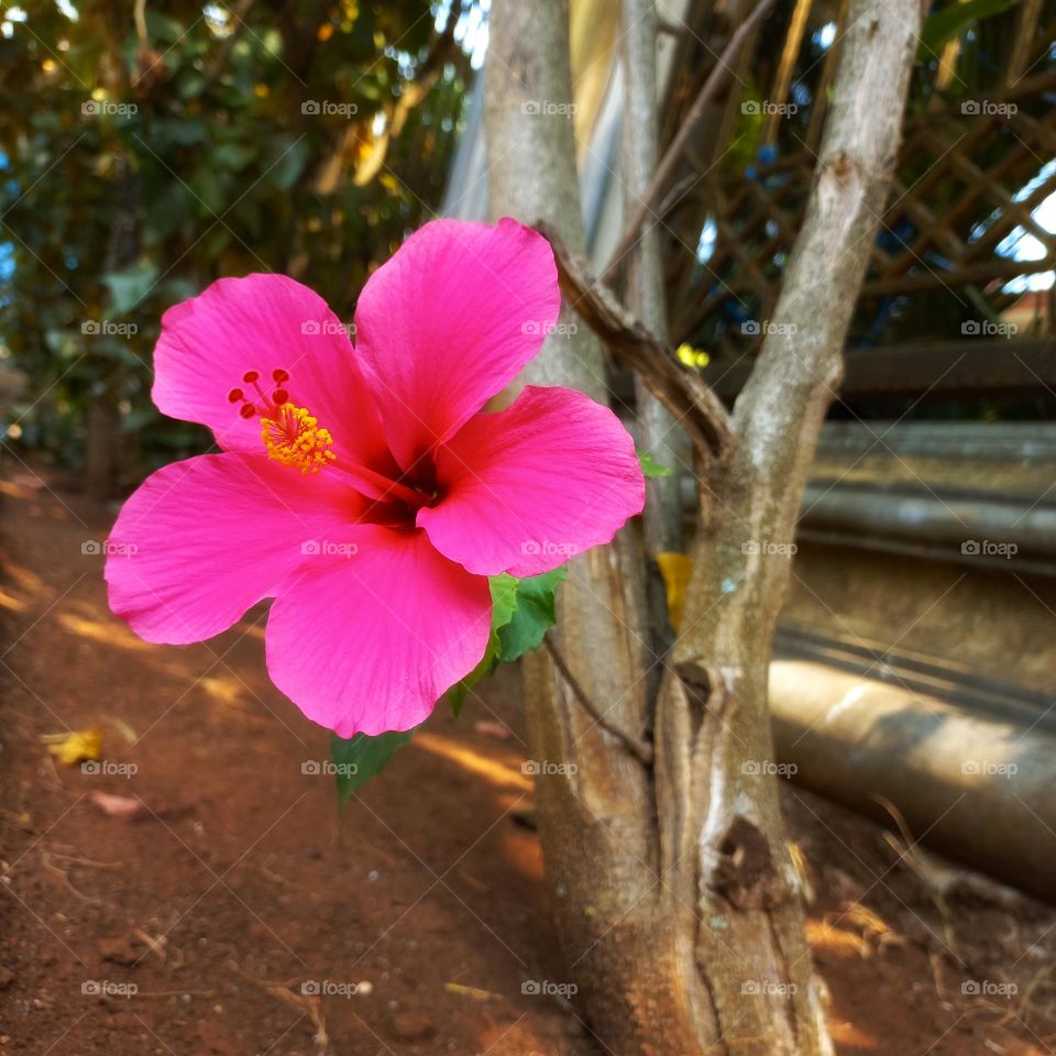 Shoe flowers are ornamental plants in tropical and subtropical areas. The flowers are large.