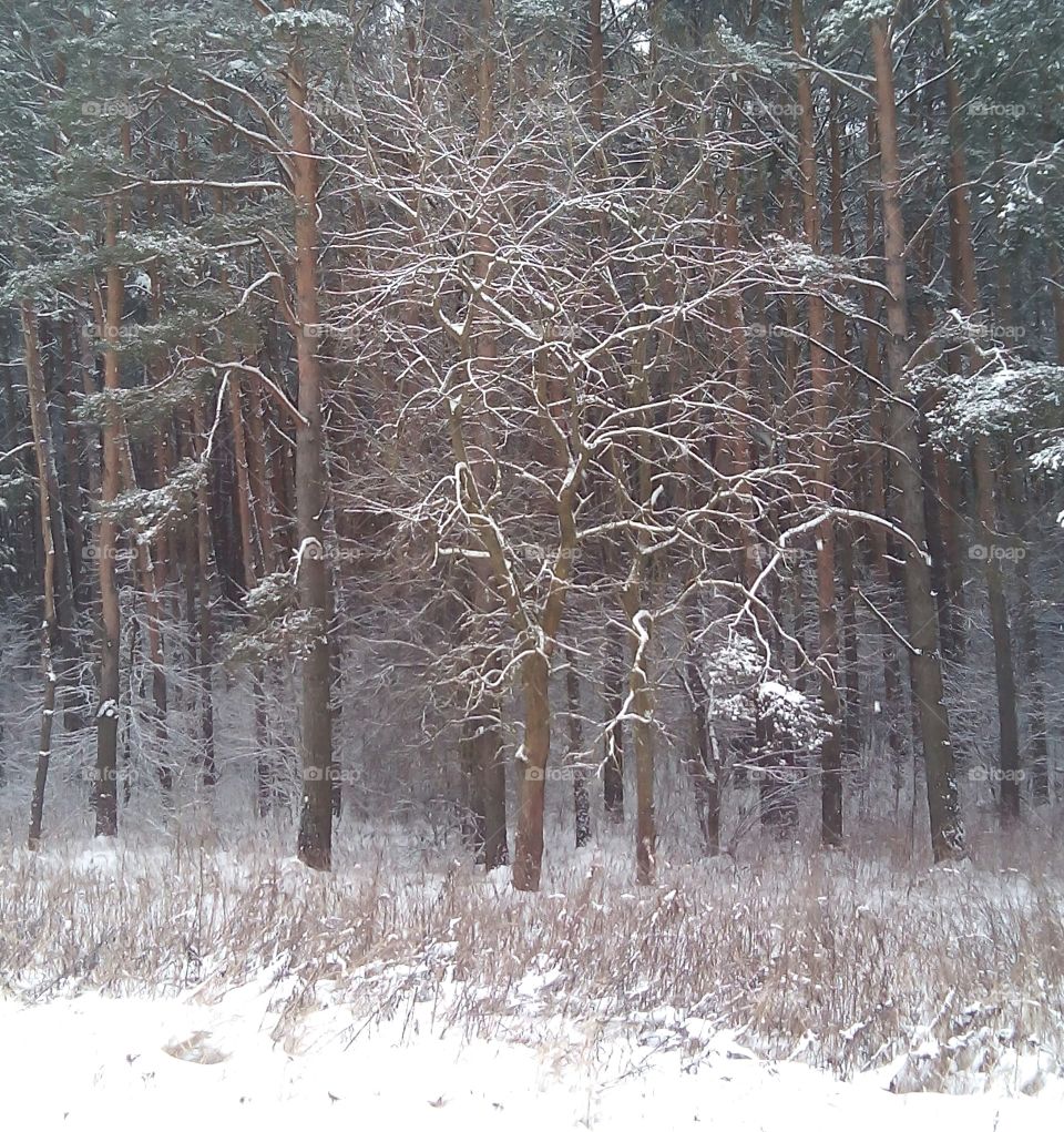 Winter, Wood, Snow, Tree, Frost