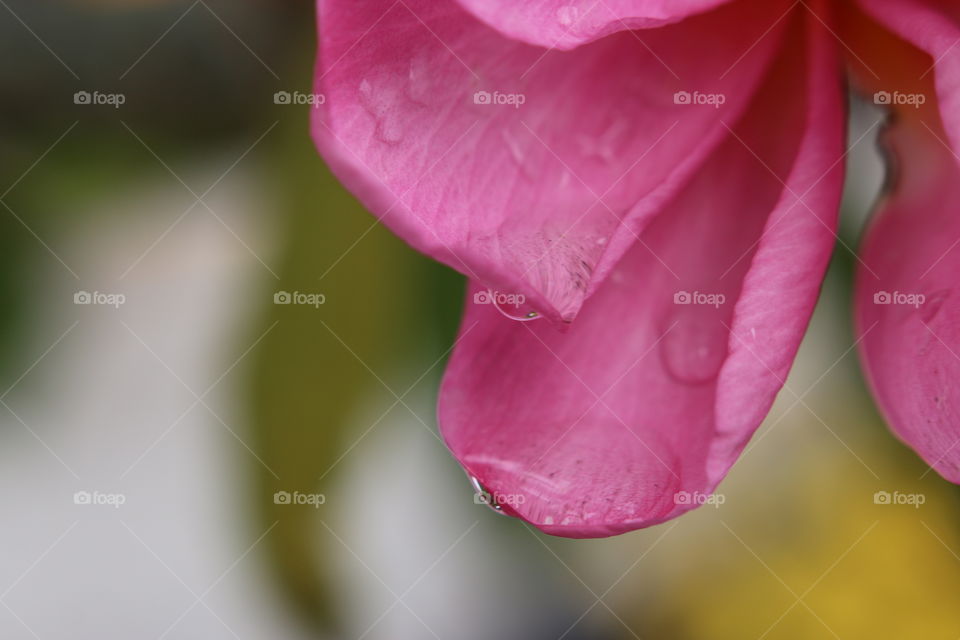Pretty rain running off a plumeria flower 