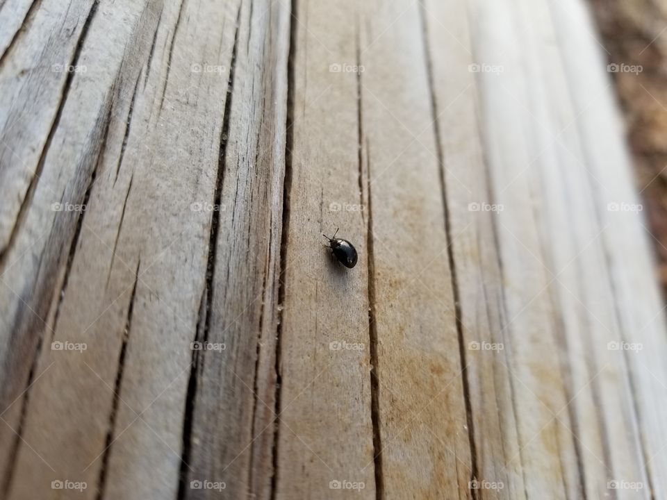 Bug on Wood