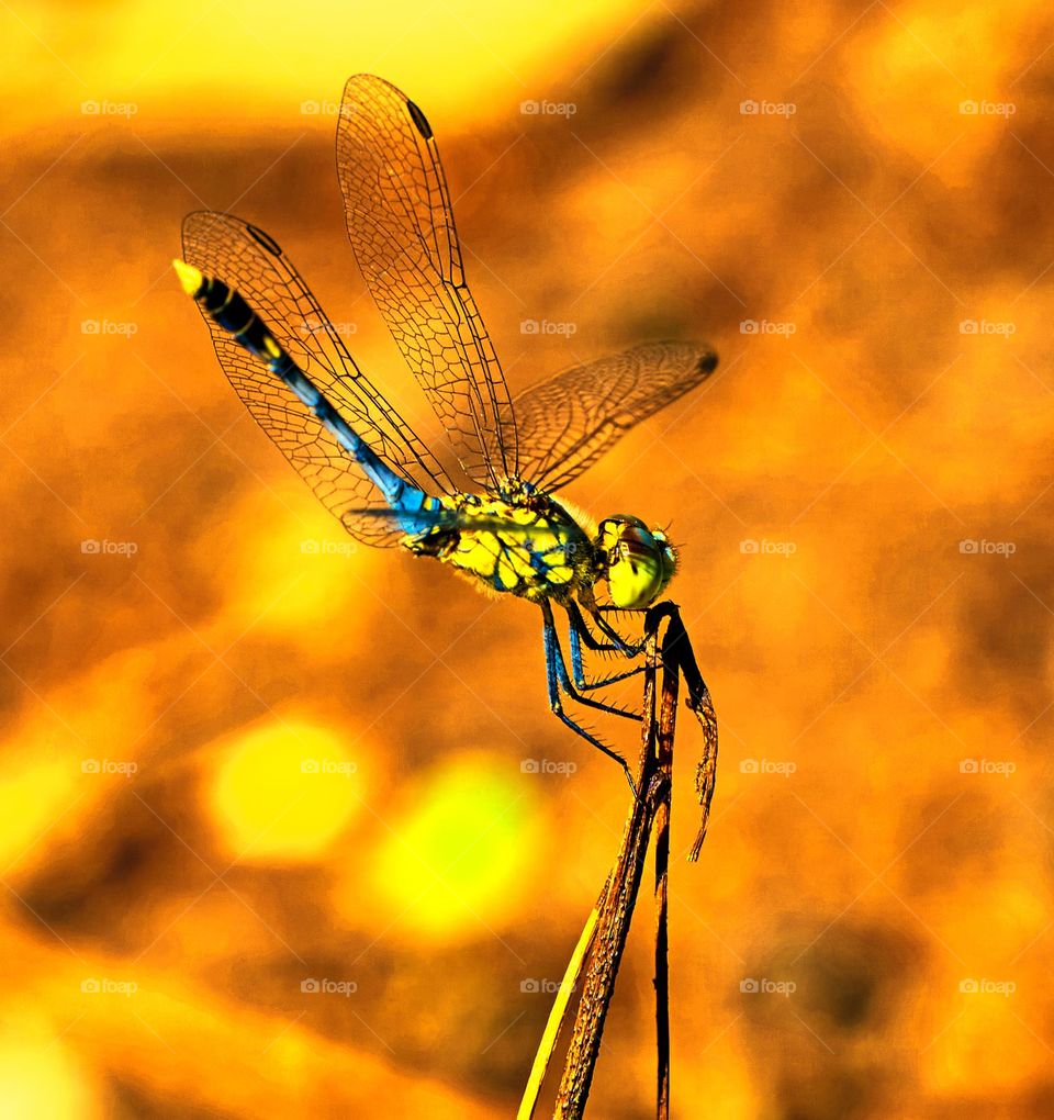 Insect -  Dragon Fly