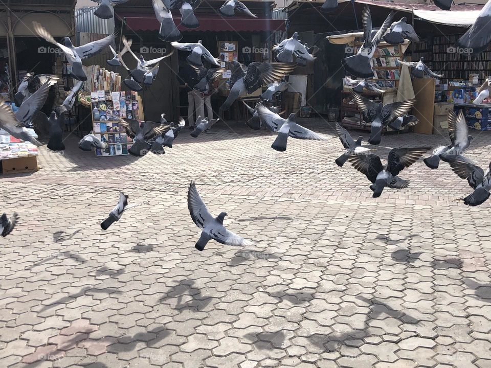 Flying pigeons 