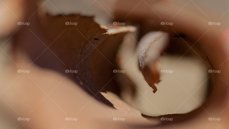 Through the discarded bark of a eucalyptus three. 