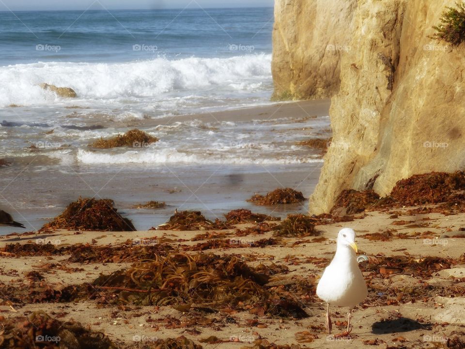 California coast 