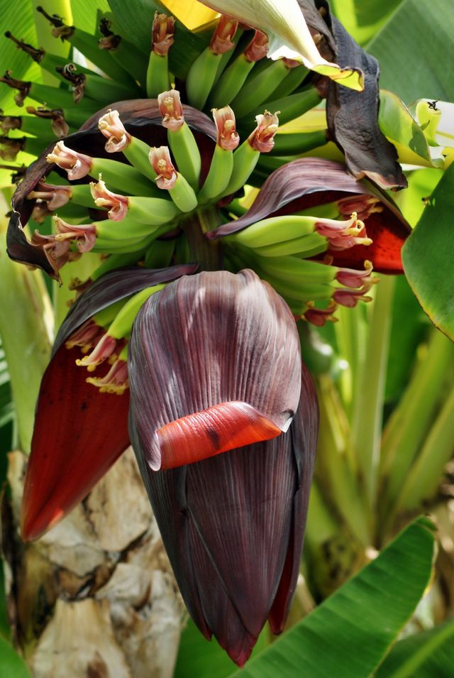 Banana flower