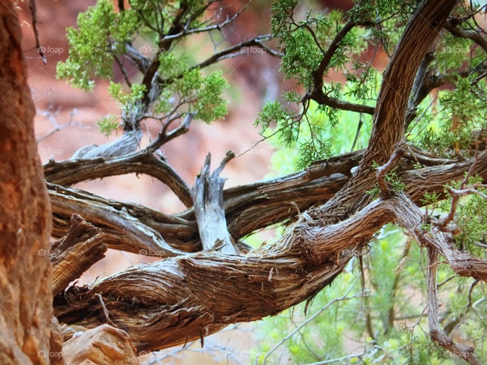 The twisted trees that grow around the vortexes outside Sedona, Arizona. Is it the vortexes that twist and distort the surrounding vegetation? ... I don’t know!