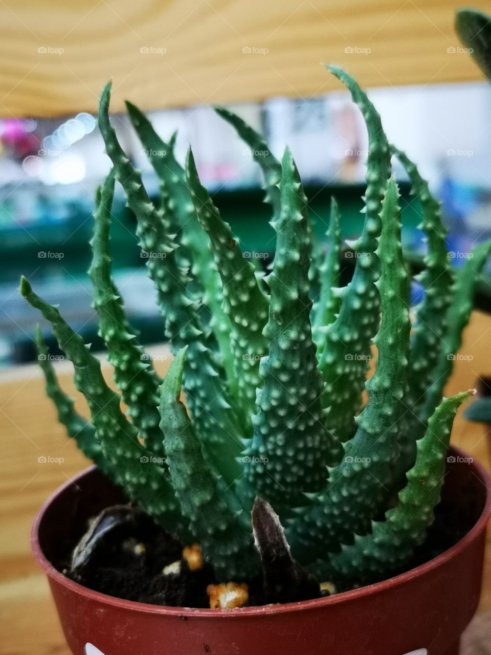 Aloe vera.