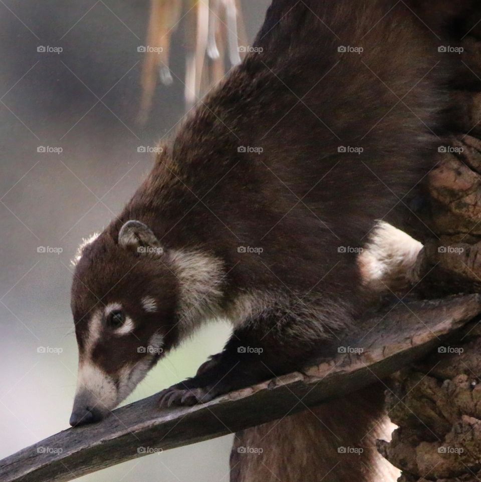 Coatimundi Climbing Down a Palm Tree