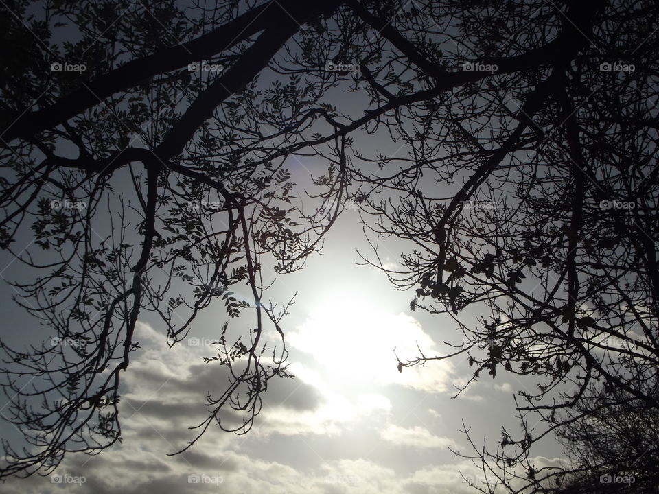 Tree, Winter, Dawn, Landscape, Nature