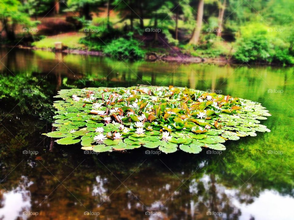 Nénuphars dans la mare.
