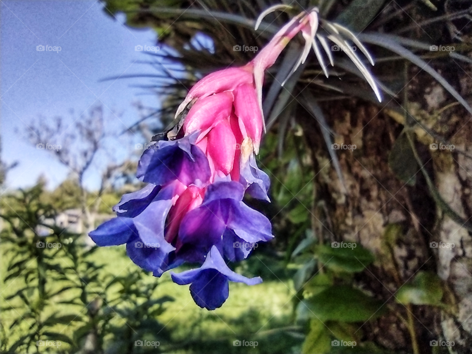 beautiful different flower