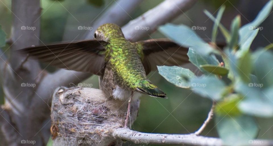Mother Anna Hummingbird 