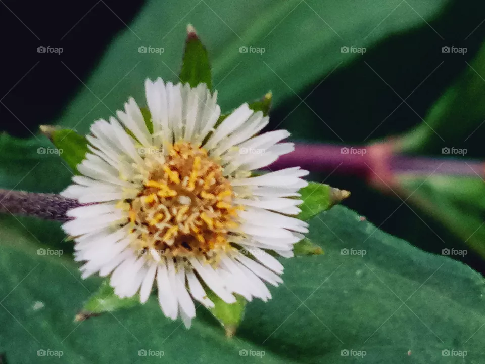 wild flower