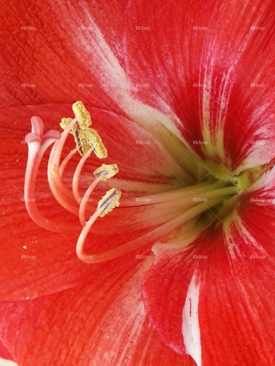 Red flora