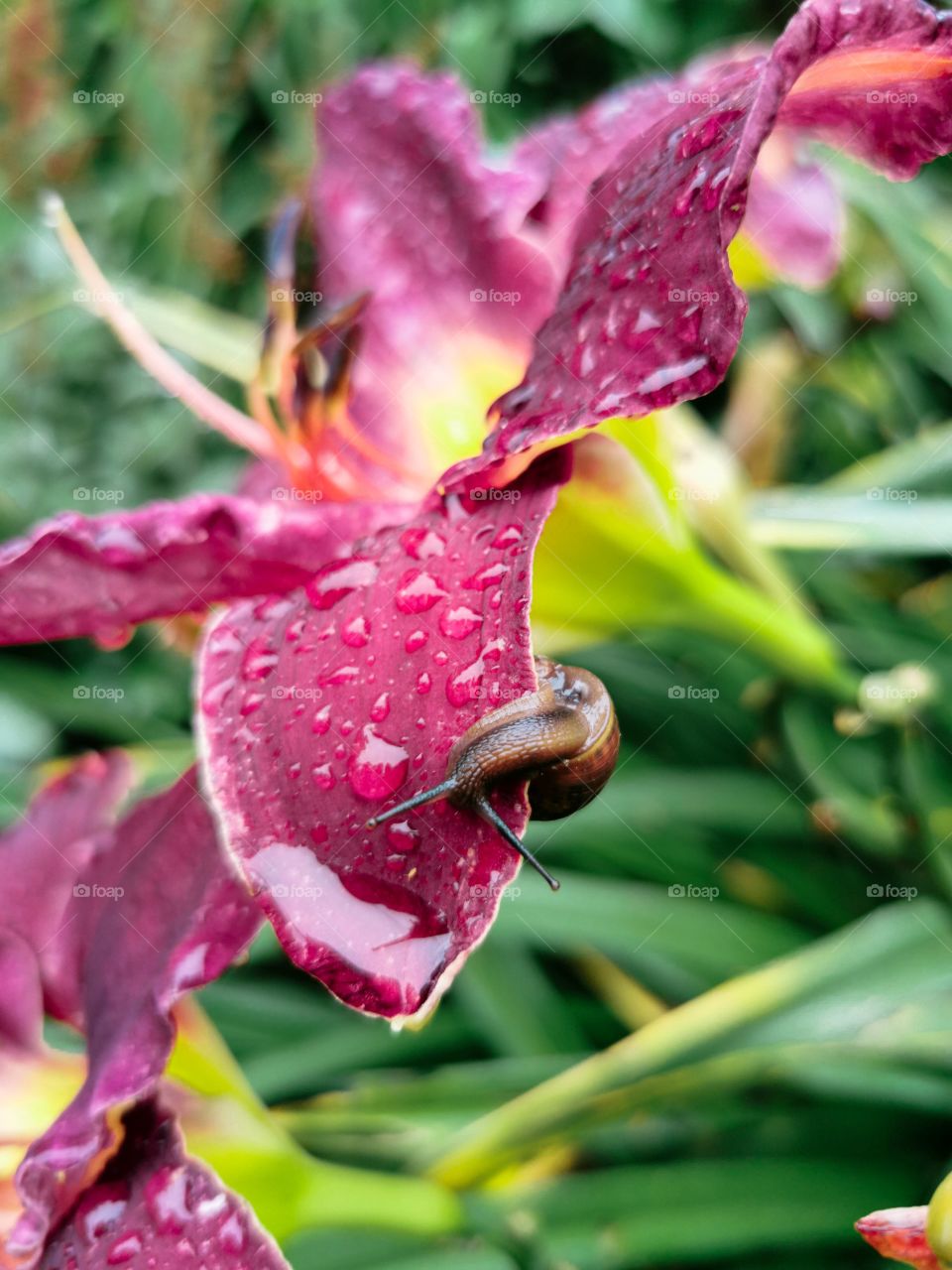 Snail is looking at its reflection in water drop