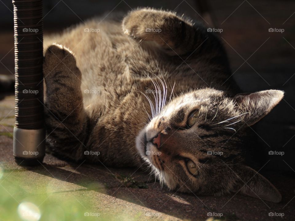 A cat basking in the sun