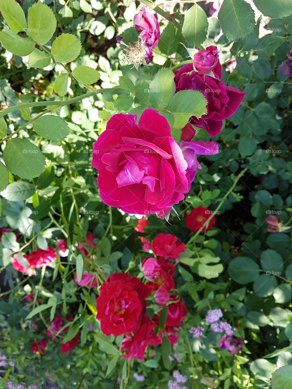 Roses in flower garden