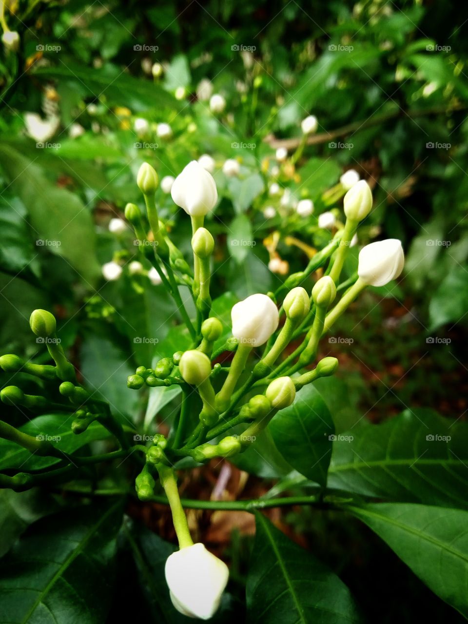 Flower garden, Cape Jasmine, Cape Gardenia