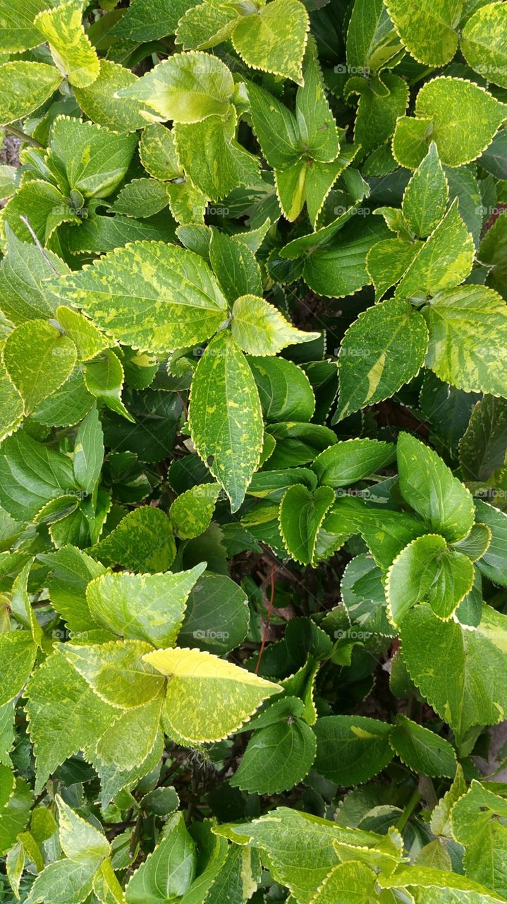 close up green leaves