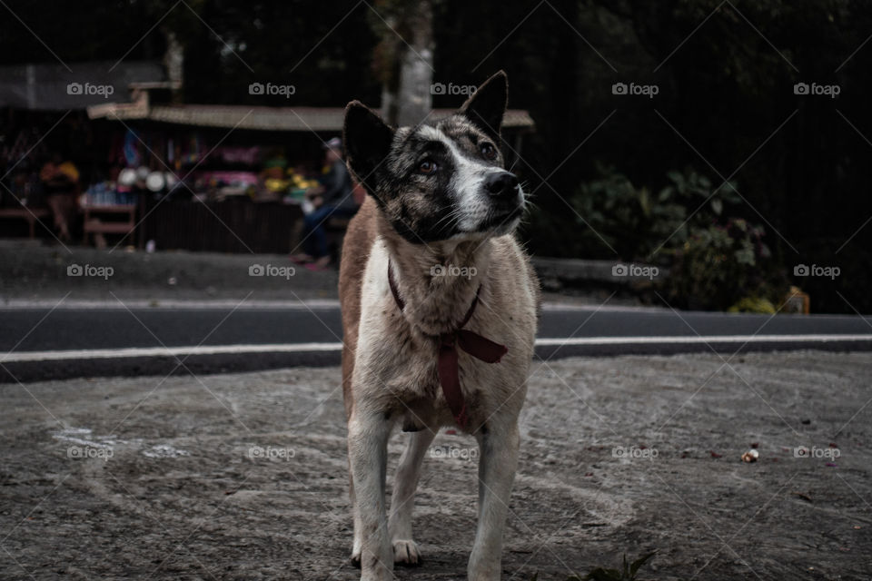 Dog in bali, kintamani, indonesia