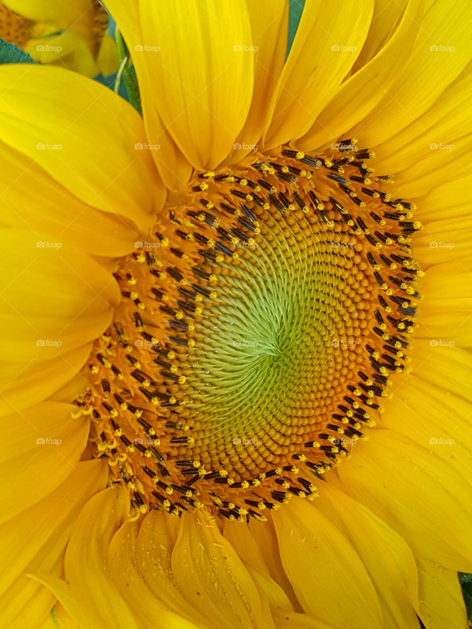 Yellow sunflower