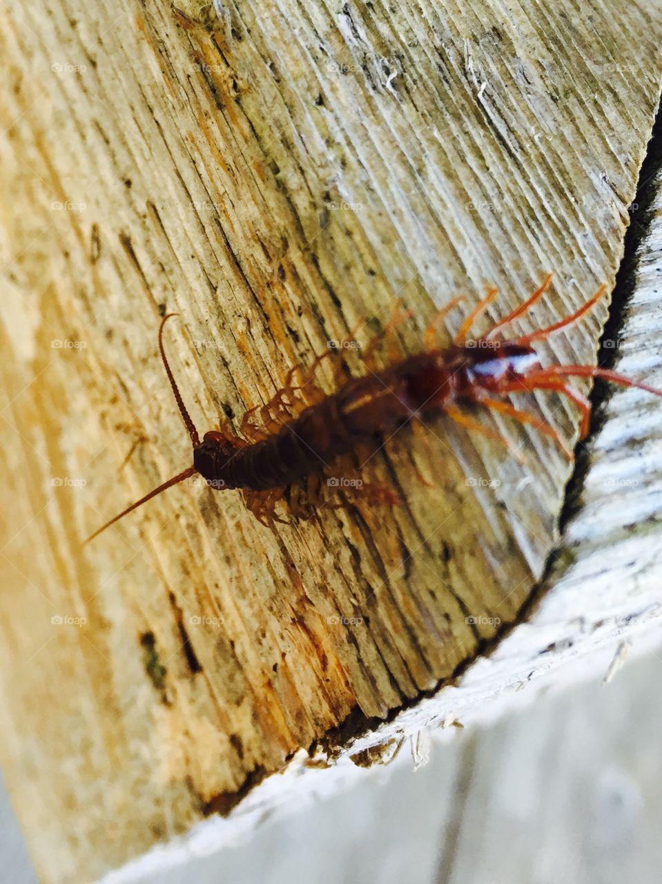 Early morning centipede