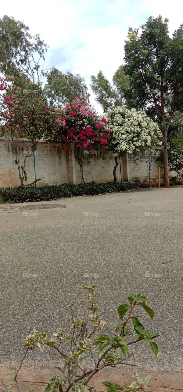 Beautiful Blooms is a Blessing...🌸❤️💫