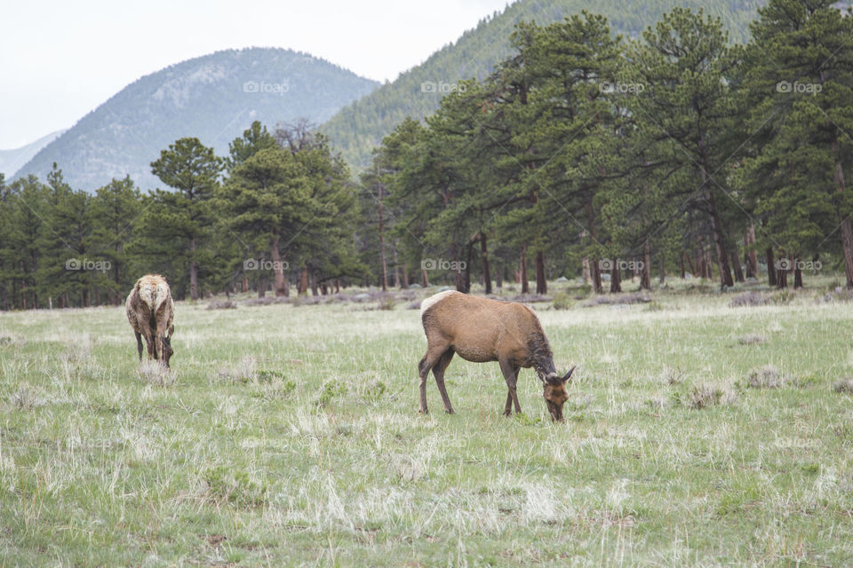 Deer in Colorado USA