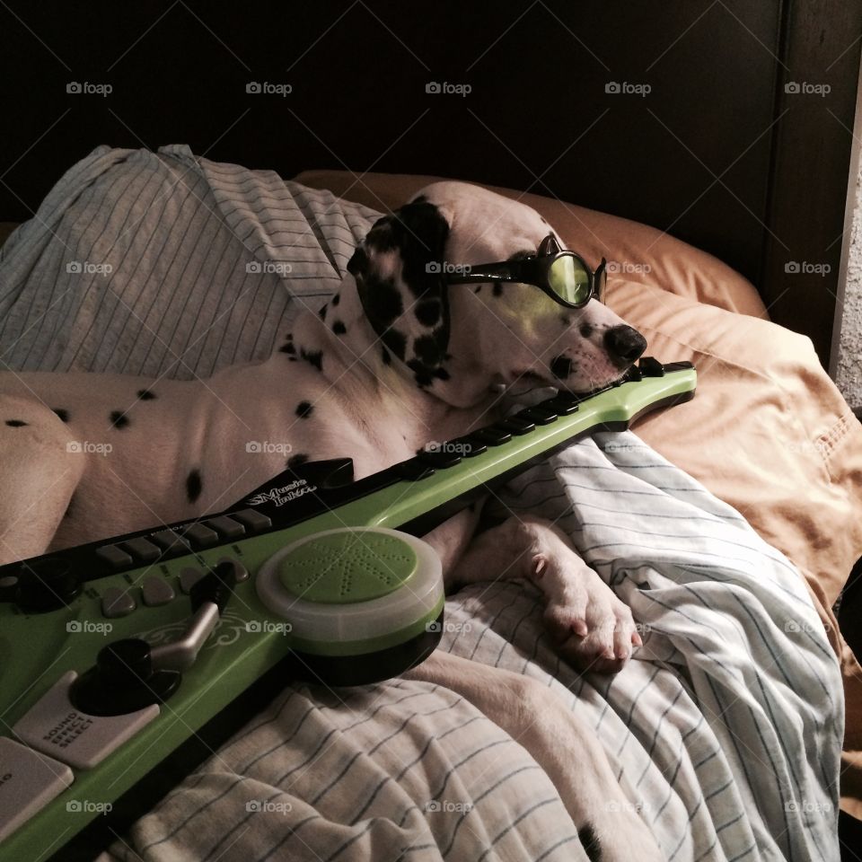 My Dalmatian Domino Guitar. My 8 Month old Dalmatian Puppy Domino , playing with My Grandsons guitar! Also wearing his sunglasses😎