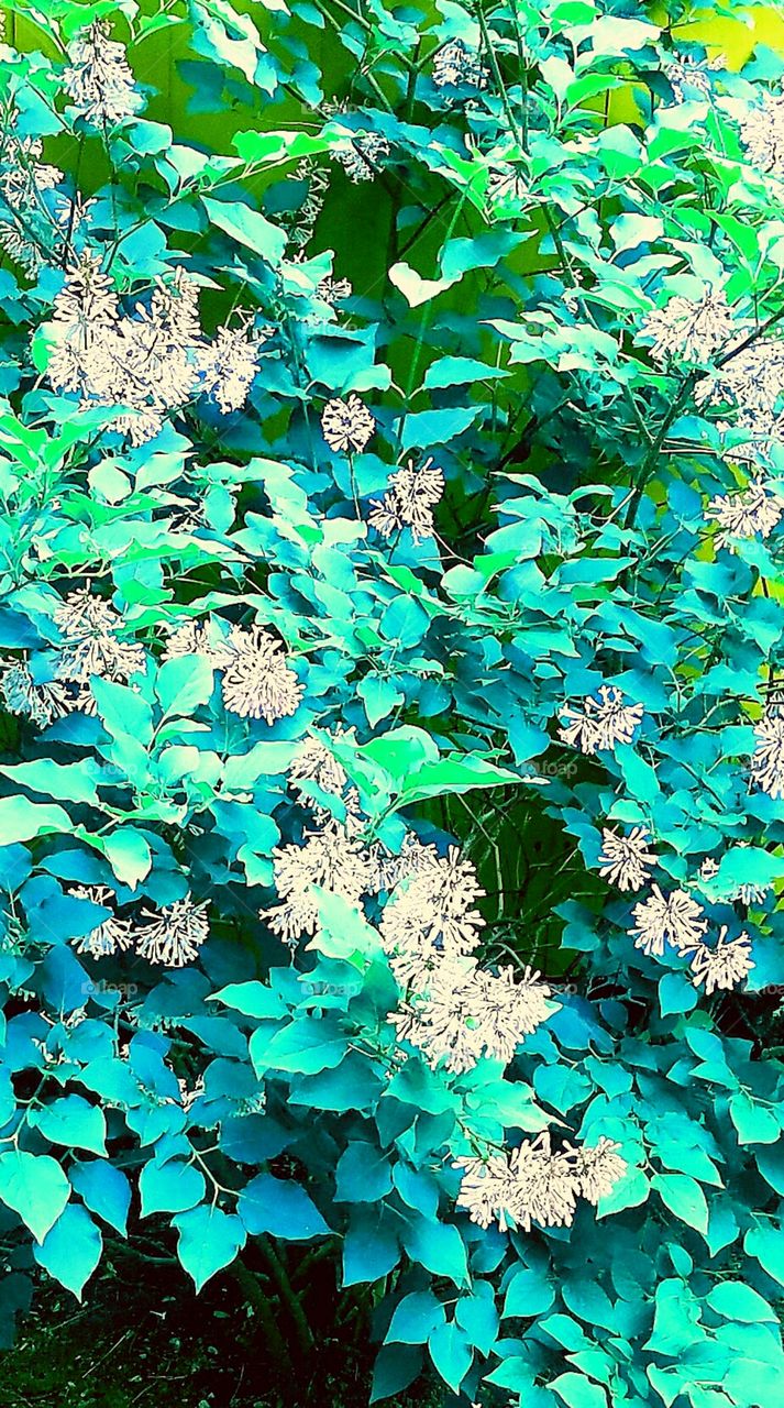 Mom's lilac bush