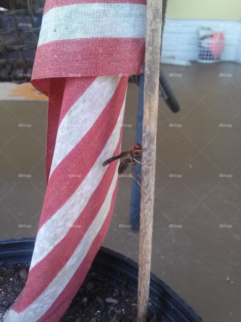 wasp on a flag pole. flag post with a wasp