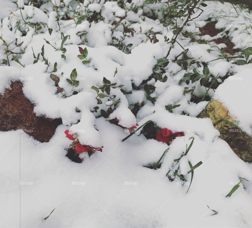 Roses under the snow