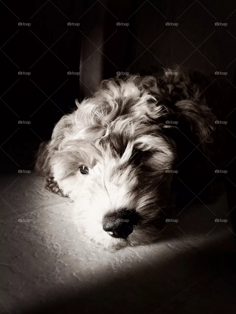 Puppy crash