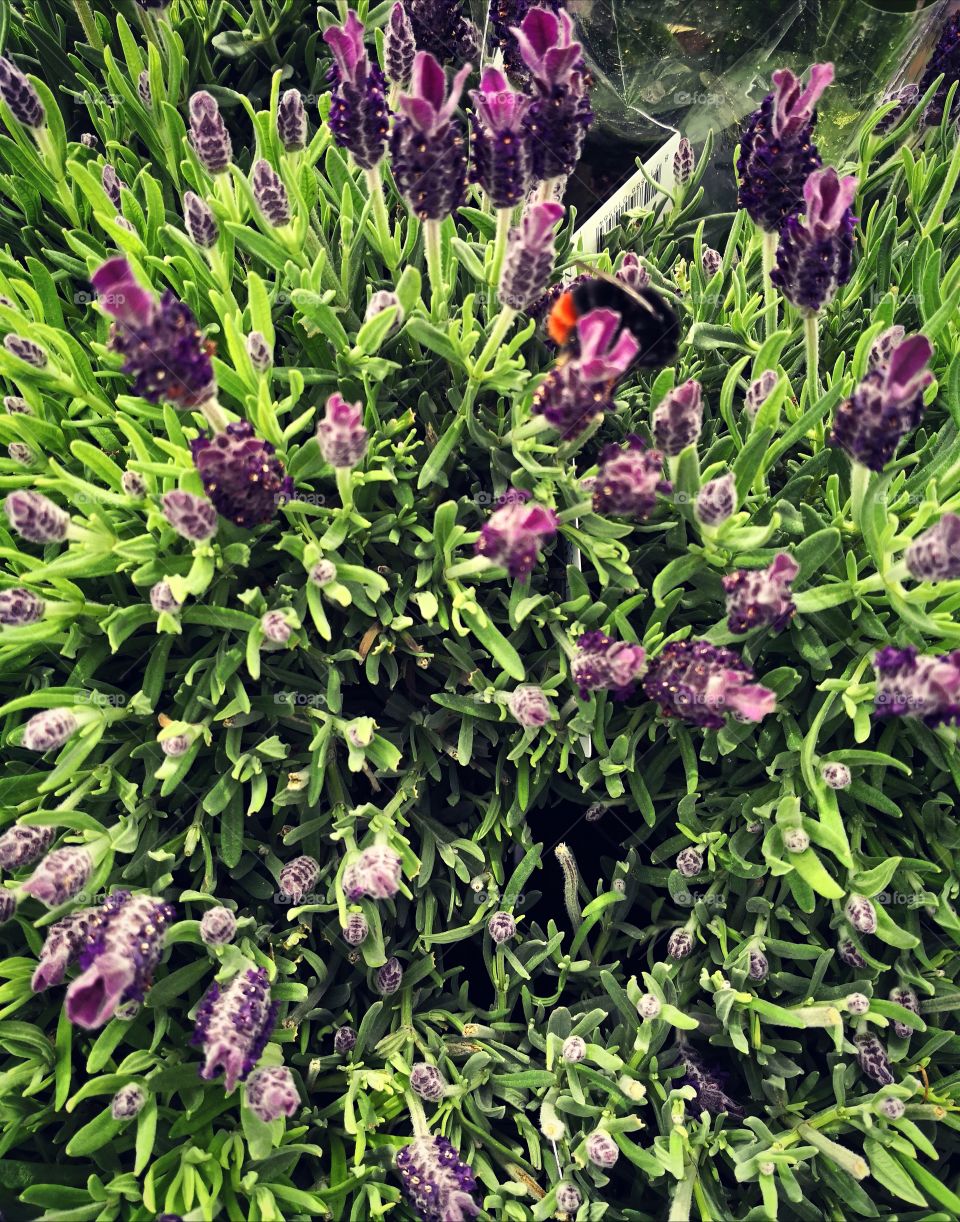 Purple flower with a bumblebee.