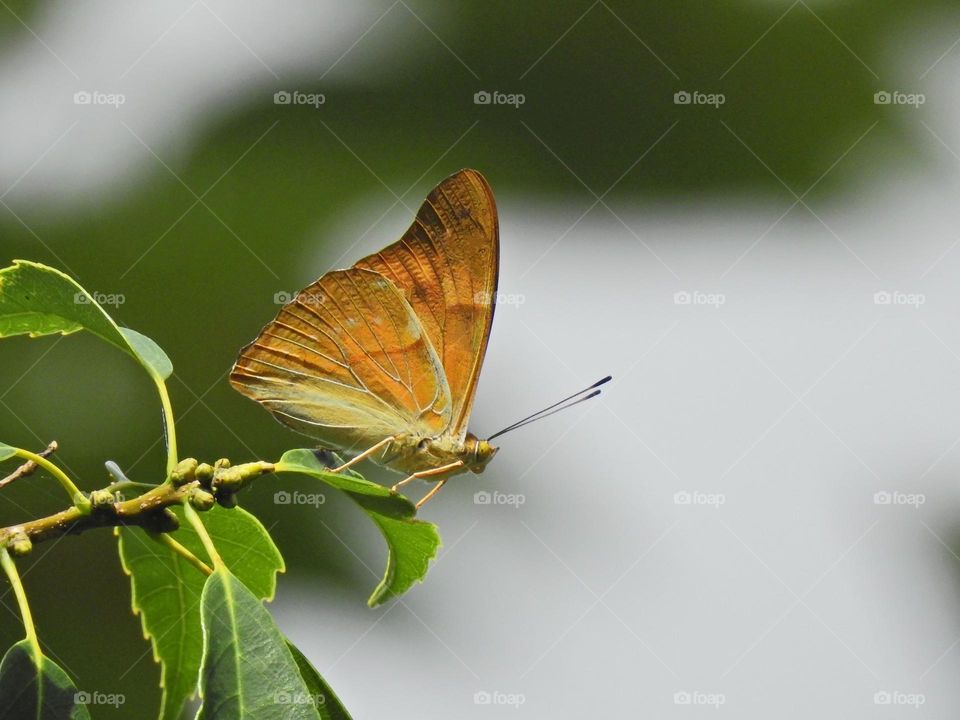 Beautiful and cute butterfly