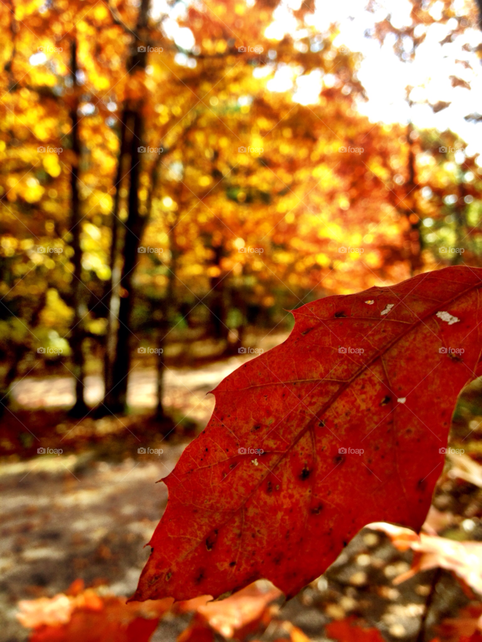 leaf fall autumn northern michigan by ManOfBeard