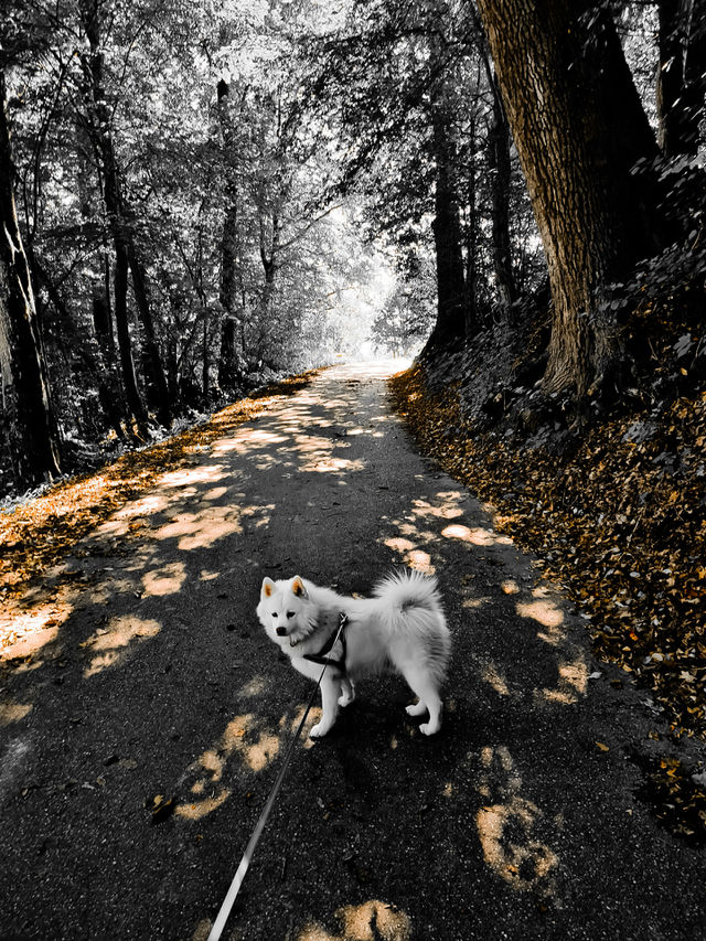 my dog