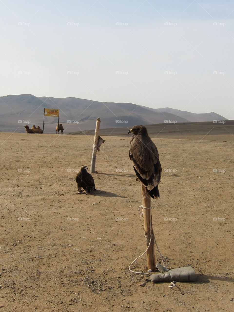 desert hawk eagle nomad by thepapierdollies